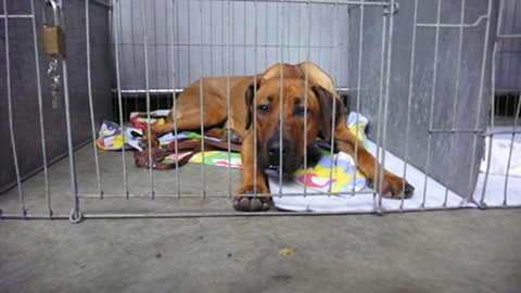 Bild "ausstellungskaefig_01.jpg"