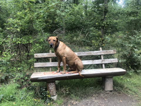 Bild "Henkabenteuer:henk_auf_der_bank_01.jpg"