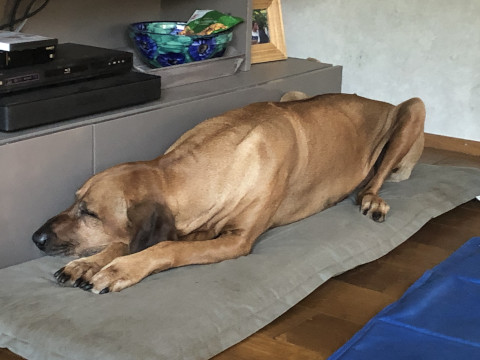 Bild "Henkabenteuer:henk_auf_kissen_02.jpg"