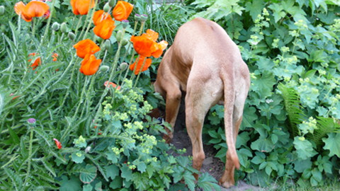 Bild "henk_buddelt_01.jpg"