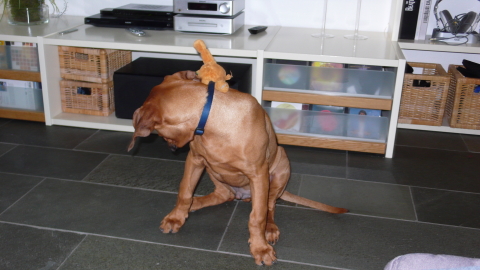 Bild "henk_gemeinheit.jpg"