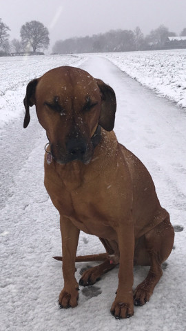 Bild "Henkabenteuer:henk_im_schmee_04.jpg"