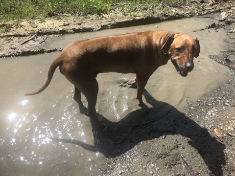 Bild "Henkabenteuer:henk_in_der_pfuetze_01.jpg"