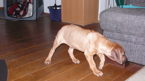 Bild "henk_inspiziert.jpg"