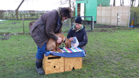 Bild "henk_mit_kragen_02.jpg"