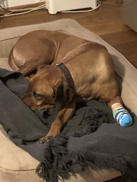 Bild "Henkabenteuer:henk_mit_pfotenverband_01.jpg"