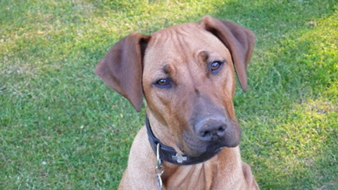 Bild "henk_sandnase.jpg"