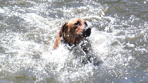 Bild "henk_seepferdchen.jpg"