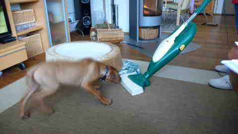 Bild "henk_staubsauger.jpg"