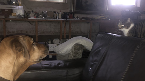 Bild "Henkabenteuer:henk_und_katze_02.jpg"