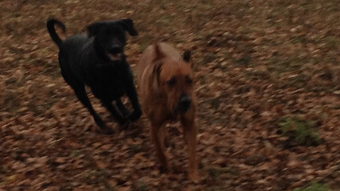 Bild "Henkabenteuer:henk_und_pelle_01.jpg"