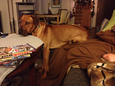 Bild "henks_sofatest.jpg"