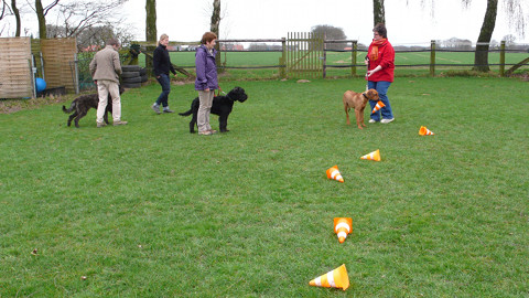 Bild "hundeschule_02.jpg"