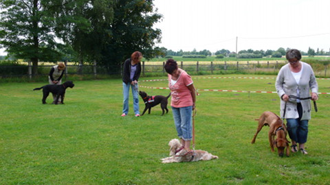 Bild "hundeschule_04.jpg"