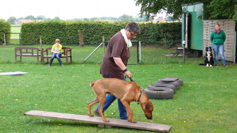 Bild "hundeschule_05.jpg"
