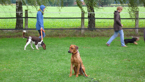 Bild "hundeschule_06.jpg"