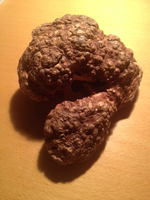 Bild "Henkabenteuer:kauwurzel_01.jpg"