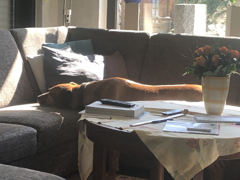 Bild "Henkabenteuer:langeweile_und_sonne_01.jpg"