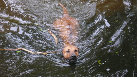 Bild "papi_im_kanal.jpg"