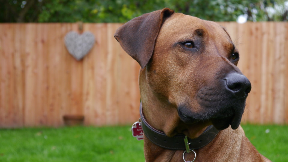 Bild "Henkbilder:henk_in_bewegung_01.jpg"