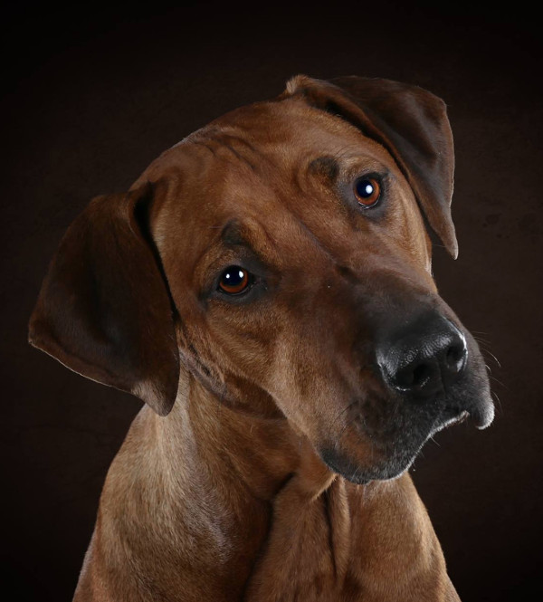 Bild "Henkbilder:henk_portrait_04.jpg"